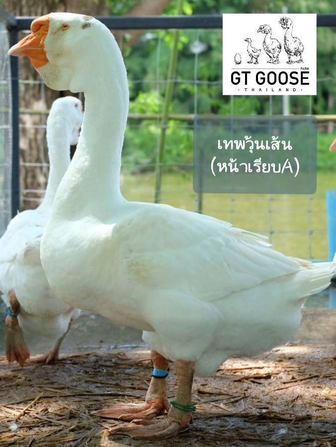 ห่านหัวสิงห์โตขาว (หน้าเรียบ A)